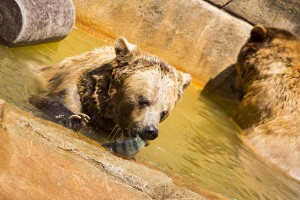 A bear at the Milwaukee County Zoo dines on fish raised by aquaculture researchers at UWM. (UWM Photo by Derek Rickert)