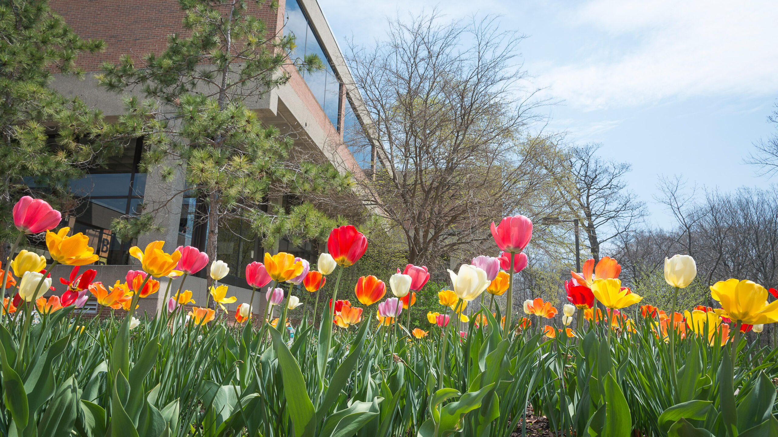 Tulips outside of building on parkside campus