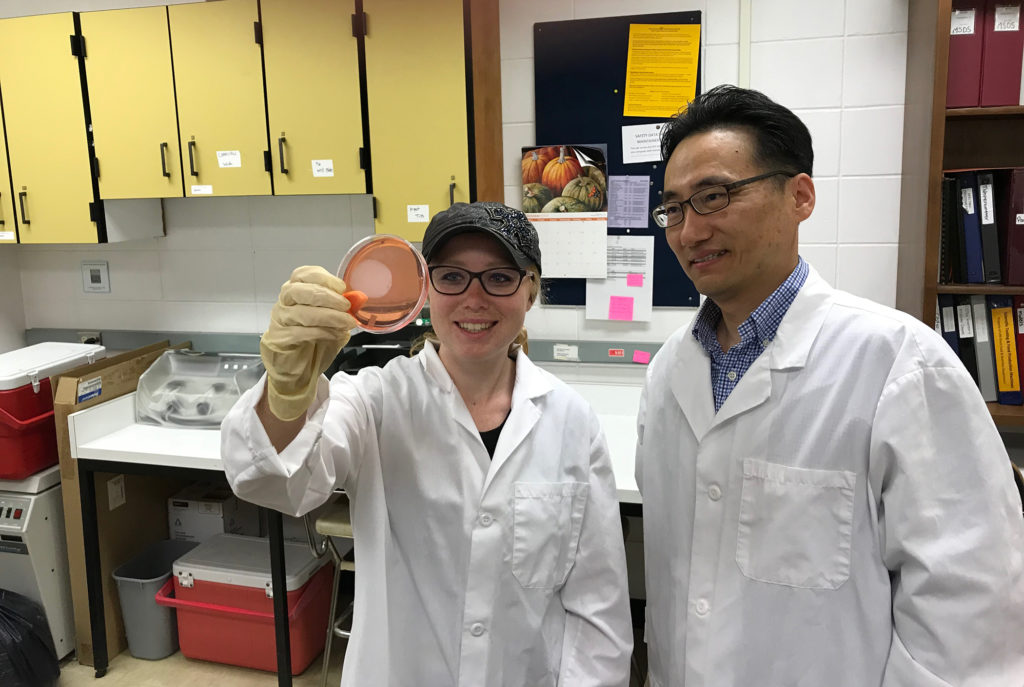 Photo of graduate student Emily Lehmann and Assistant Professor Taejo Kim, who are researching whether some natural cheeses have greater antimicrobial properties against food-borne pathogens like listeria when stored at room temperature.