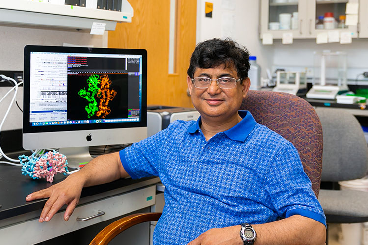 Photo of Madhusudan Dey, associate professor of biological sciences at UWM, shows the atomic structure of the protein he found. The protein plays a role in the process the cell uses to maintain proteostasis – a healthy balance of cellular proteins. (UWM Photo/Elora Hennessey)