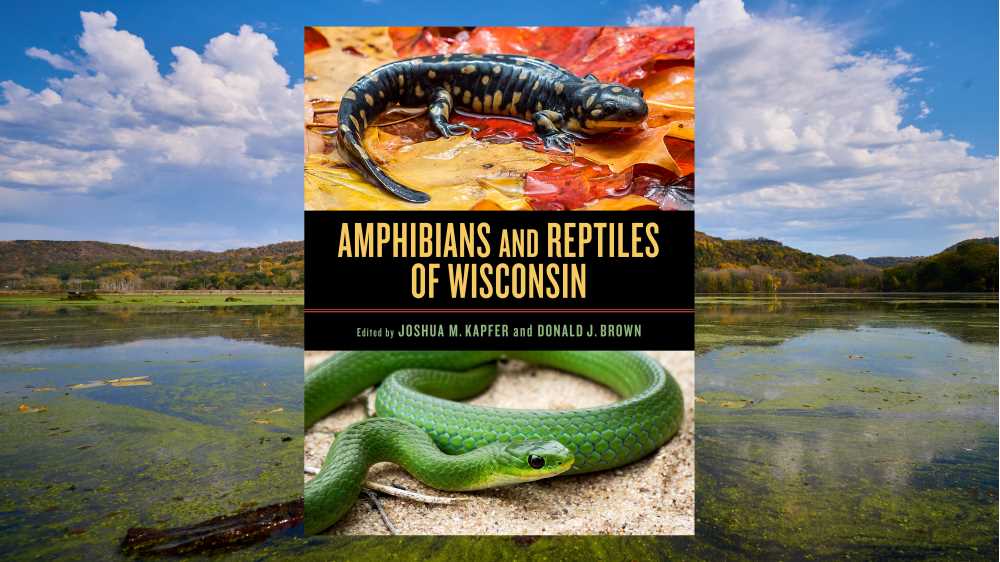 Photo of the cover of a new book by Josh Kapfer, a UW-La Crosse ’99 & ’02 alumnus and co-author and primary editor of “Amphibians and Reptiles of Wisconsin,” which offers a detailed look at these organisms. Kapfer is a professor and certified wildlife biologist at UW-Whitewater.