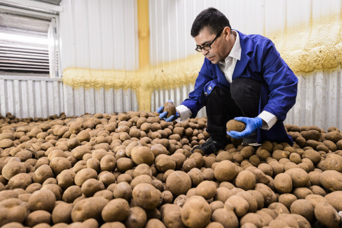 Photo: Equipment operator and staff member Sam Perez collects a sample of potatoes from cold-bin storage as he prepares to conduct biweekly, quality-control lab tests on a variety of chipping potatoes at the University of Wisconsin–Madison Hancock Agricultural Research Station (HARS) in Hancock, Wis. Photo: Jeff Miller