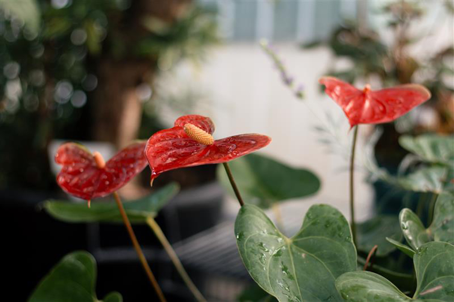 Photo of UW-Superior greenhouse flower