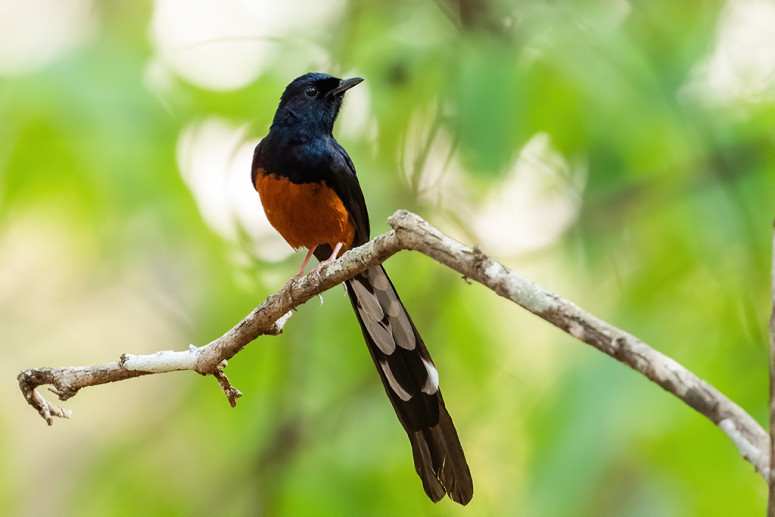 Photo of white-rumped shama bird: Ecological and evolutionary traits like body mass and beak size influence the vocalization frequency of bird species, such as the white-rumped shama (Copsychus malabaricus), in Chikkamagaluru, India. Photo by Madhu Venkatesh, Wildlife Conservation Action Team
