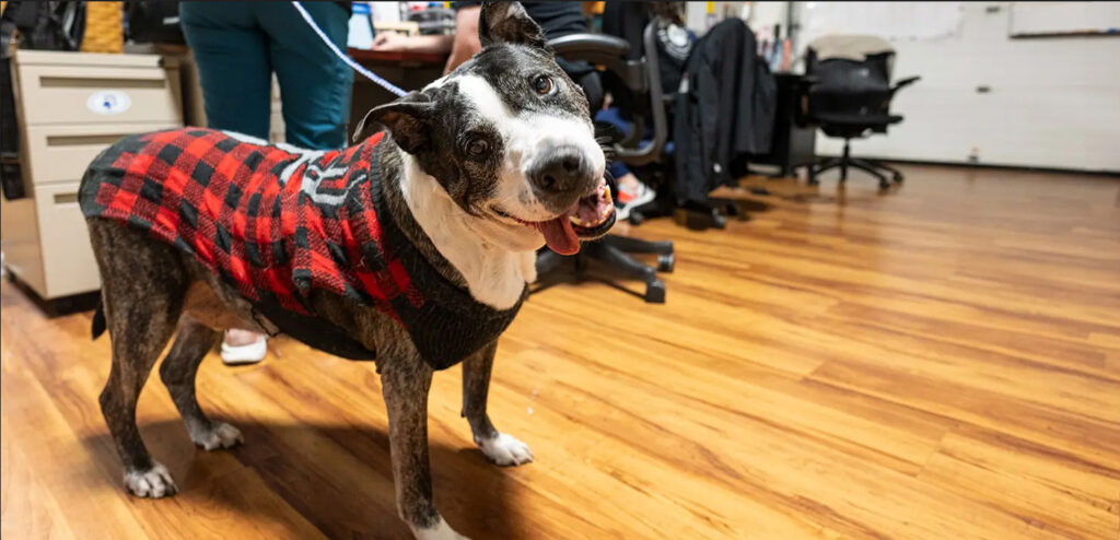 Photo of a pooch named Tugz waiting patiently while staff discuss his case. Because of WisCARES, clients like Tugz's owner can afford to treat their treasured companions. Photo by Bryce Richter/UW-Madison