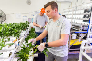 Photo of UW-Platteville student Connor Ray harvesting spinach, where science and nature come together in every leaf. (Photo credit: UW-Platteville)