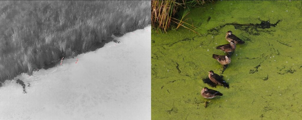 Photo of wood ducks captured using infrared technology (left) alongside a zoomed-in visible light image (right).