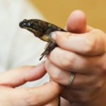 small salamander!