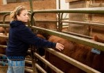 cows in a barn