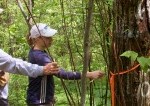 people taking measurements from trees