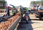 people sorting thousands of potatoes on a conveyor belt