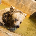 A bear at the Milwaukee County Zoo dines on fish raised by aquaculture researchers at UWM. (UWM Photo by Derek Rickert)