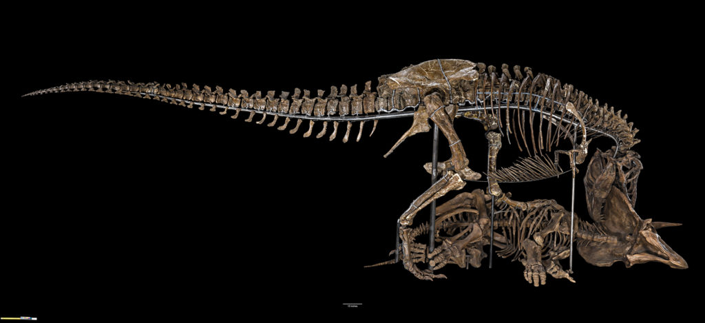 Photo of a T. rex dinosaur skeleton. Theropod dinosaur (vertebra cast) Tyrannosaurus rex Lived 68-66 million years ago Hell Creek Formation, McCone Co., Montana USNM 555000 Courtesy U.S. Army Corps of Engineers, Omaha District and The Museum of the Rockies, Montana State University and Ceratopsian dinosaur (composite cast) Triceratops horridus Lived 68-66 million years ago Lance Formation, Niobrara Co., Wyoming USNM 2100, USNM 4842, and others Full view of Tyrannosaurus rex and Triceratops horridus skeletons. In 1988, rancher Kathy Wankel discovered this Tyrannosaurus specimen while hiking on land managed by the U.S. Army Corps of Engineers. After a little digging with a garden shovel and a jackknife, she unearthed the first complete T. rex arm ever found. Dr. Jack Horner of the Museum of the Rockies led the mission to excavate the rest. This specimen was loaned to the Smithsonian in 2014 for 50 years, where it is to be displayed with the composite cast of a Triceratops horridus, assembled from the remains of several individual specimens. Composite panoramic of negative numbers NHB2017-00014, NHB2017-00015, NHB2017-00016, NHB2017-00017, NHB2017-00018, NHB2017-00019, and NHB2017-00020.