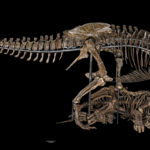 Photo of a T. rex dinosaur skeleton