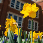 Photo of UW-Eau Claire campus with daffodils