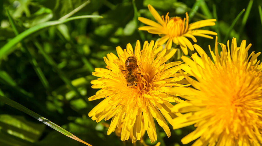 Photo of bee sitting on flower