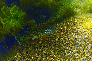 Photo of pumpkinseed fish showing off its iridescent spawning colors in the Summerfest lagoon.