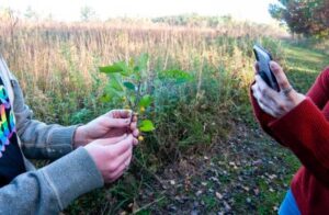 Photo of students photographing a plant.