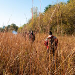 Photo of UW-Stout environmental science students walking through a prairie at Menomin Park near Lake Menomin while doing plant research.