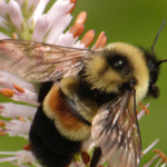 Photo of Rusty Patch Bumblebee, a rare bee for which UW-Parkside is trying to restore habitat