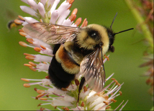 Photo of Rusty Patched Bumble Bee, a rare bee for which UW-Parkside is trying to restore habitat