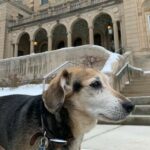 Photo of Chester, a 12-year-old beagle mix, who is enrolled in a study funded by the Department of Veterans Affairs to evaluate a novel immunotherapy in dogs with melanoma. The study funds the canine clinical trials at UW Veterinary Care. PHOTO COURTESY OF BRITTNEY MAEHL