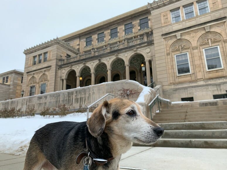 Photo of Chester, a 12-year-old beagle mix, who is enrolled in a study funded by the Department of Veterans Affairs to evaluate a novel immunotherapy in dogs with melanoma. The study funds the canine clinical trials at UW Veterinary Care. PHOTO COURTESY OF BRITTNEY MAEHL