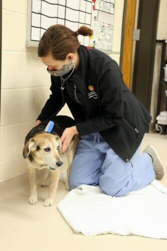 Photo of veterinarian Rachel McMahon examining Chester at a checkup in January. PHOTO COURTESY OF UW SCHOOL OF VETERINARY MEDICINE