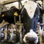 Photo of dairy cows in barn