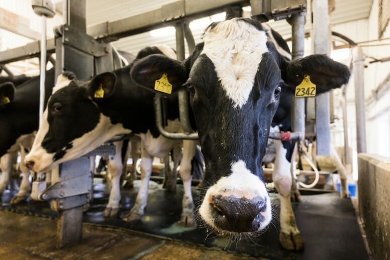 Photo of Holstein cows being milked at the Sunburst Dairy Farm in Belleville. The UW Dairy Innovation Hub Student Challenge aims to dream up ideas to help the dairy industry. PHOTO: BRYCE RICHTER