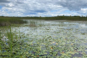 Photo of Mud Lake in the Cedarburg Bog, near Saukville, which was another location where conditions were right to attract beavers, including the presence of water lilies, part of the animal’s diet. (Photo courtesy of Bob Boucher)