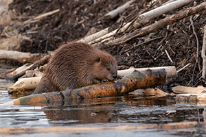 Photo of the dams that beavers build in rivers and streams helping slow the water rushing downstream. (Stock photo)