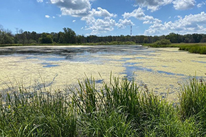 Photo of Jackson Marsh, which was one field assessment location ranked as high for its likelihood of supporting beaver restoration. (Photo courtesy of Bob Boucher)