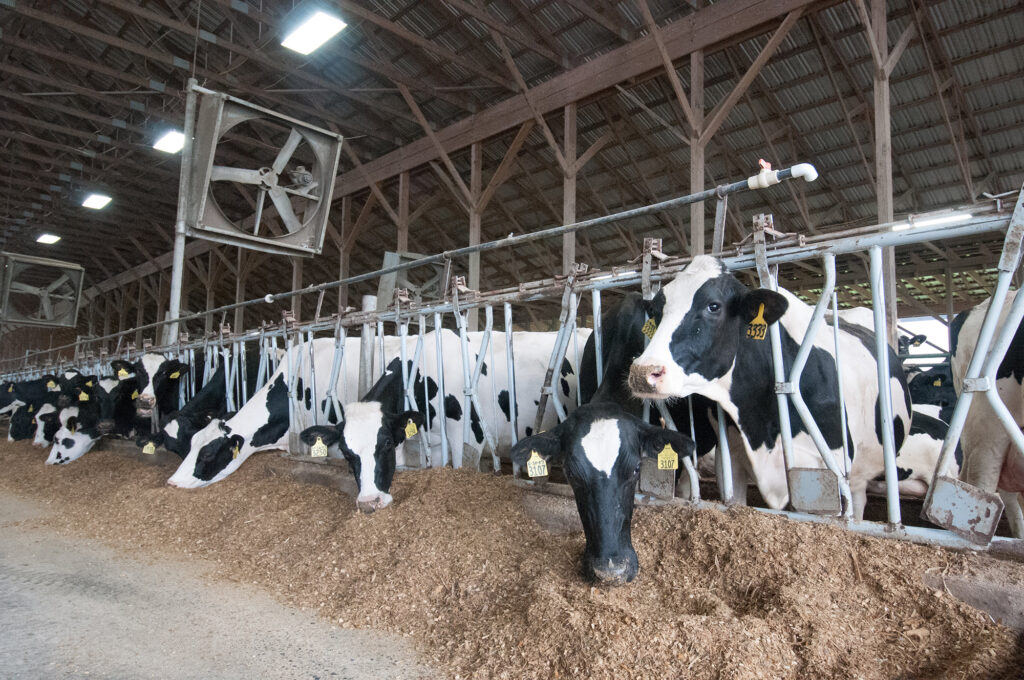 Photo of cows eating in a barn. / Photo courtesy of U.S. Department of Agriculture