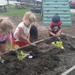 Photo of UCLCC children having hands on experiences with all aspects of the planting and upkeep of the garden. They also harvest and prepare food for snack times.