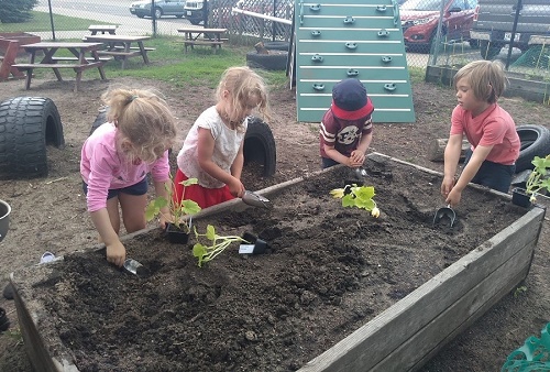 Photo of UCLCC children having hands on experiences with all aspects of the planting and upkeep of the garden. They also harvest and prepare food for snack times.