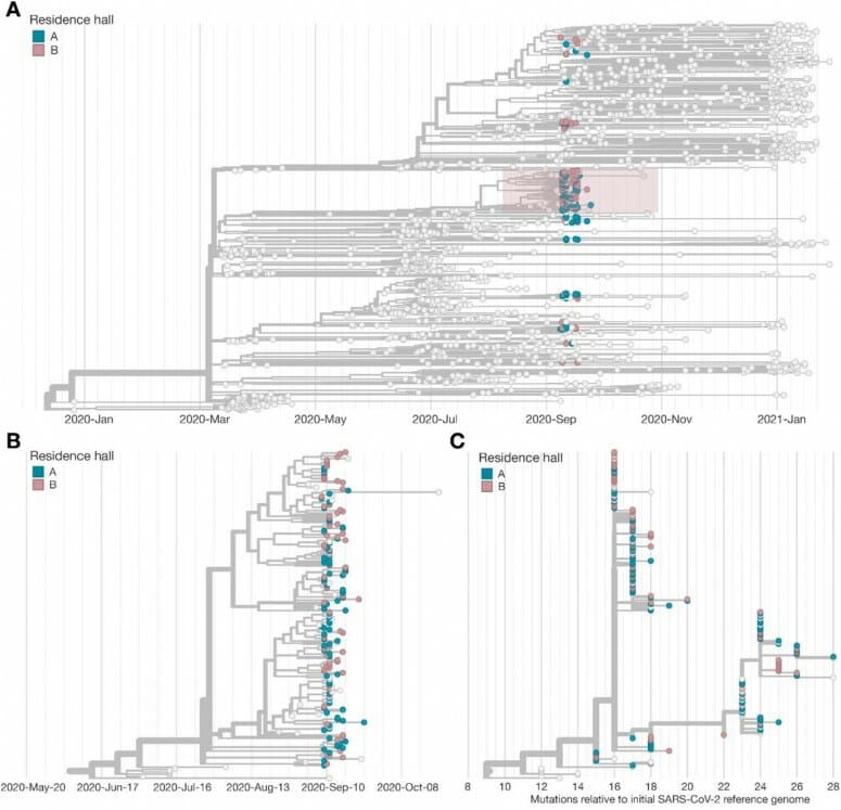 Image of sequenced 262 full viral genomes from samples collected from students in two large residence halls who tested positive for COVID-19. Working with University Health Services and the CDC, researchers at the AIDS Vaccine Research Laboratory at UW–Madison sequenced 262 full viral genomes from samples collected from students in two large residence halls who tested positive for COVID-19. In A. above, the pink and blue circles show the viral genomes associated with the residence hall outbreak, while the gray circles are viral genomes found elsewhere in Dane County. A study shows that interventions to contain the outbreak likely helped prevent spillover of the outbreak into Dane County. The pink box in A. shows a unique virus lineage that appeared in the residence halls and ceased to spread after the quarantine. FIGURE: CENTER FOR DISEASE CONTROL AND PREVENTION STUDY