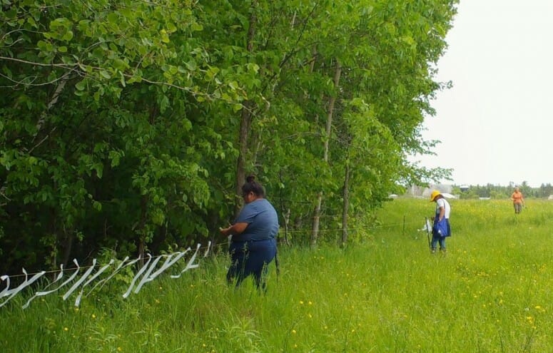 Photo of Bad River Tribe workers, who as part of their wolf management plan, install deterrents like flags, lights and noisemakers that have kept predators apart from farms in UW–Madison research. COURTESY OF ABI FERGUS
