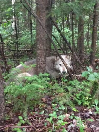 Photo of Gimiwan, the last radio-collared wolf on the Bad River Reservation, who together with his breeding partner are part of the Mashkiiziibii Pack on the nearly 200 square-mile reservation in northern Wisconsin. COURTESY OF ABI FERGUS