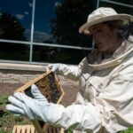 Photo of UW Oshkosh student Mariah Parkin with colonies of honey bees, valued pollinators that are now thriving behind the University of Wisconsin Oshkosh, enhancing the university's sustainability efforts.
