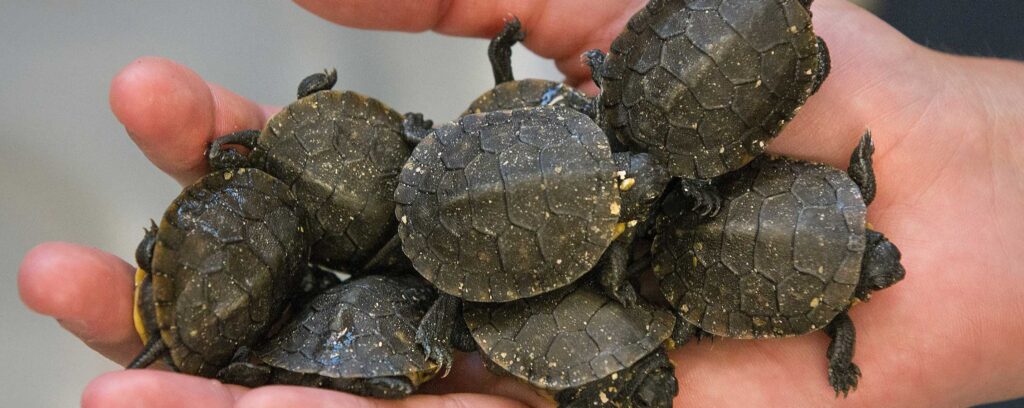 Photo of Blanding's turtle hatchlings like these were hatched in captivity and released in a Rock County marsh as part of a multi-year study involving UW-Whitewater students of a conservation practice called “headstarting.” (UW-Whitewater photo/Craig Schreiner)