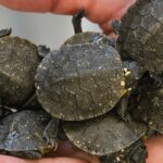 Photo of Blanding's turtle hatchlings like these were hatched in captivity and released in a Rock County marsh as part of a multi-year study involving UW-Whitewater students of a conservation practice called “headstarting.” (UW-Whitewater photo/Craig Schreiner)