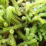 Photo of moss discovered by Prof. Keir Wefferling. The moss was previously unknown to Wisconsin.