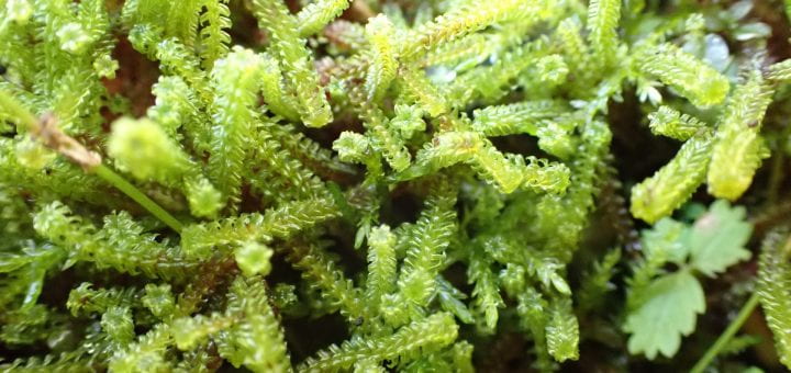 Photo of moss discovered by Prof. Keir Wefferling. The moss was previously unknown to Wisconsin.