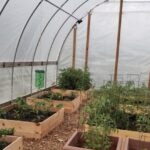 Photo of UW-Parkside garden, which donated produce to local food bank