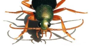 Photo of a mixed-media model of Chlaenius, a type of ground beetle. Barrett Klein, 1996