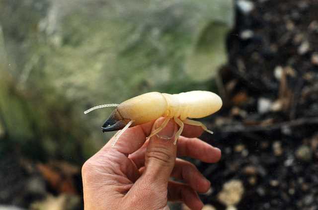 Photo of a model of a termite soldier. Barrett Klein, 1996