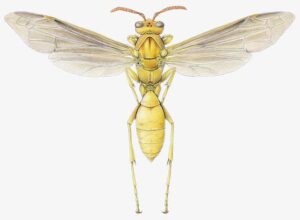 Photo of a colored pencil illustration of Polistes flavus, also known as the yellow paper wasp. Barrett Klein, 1999