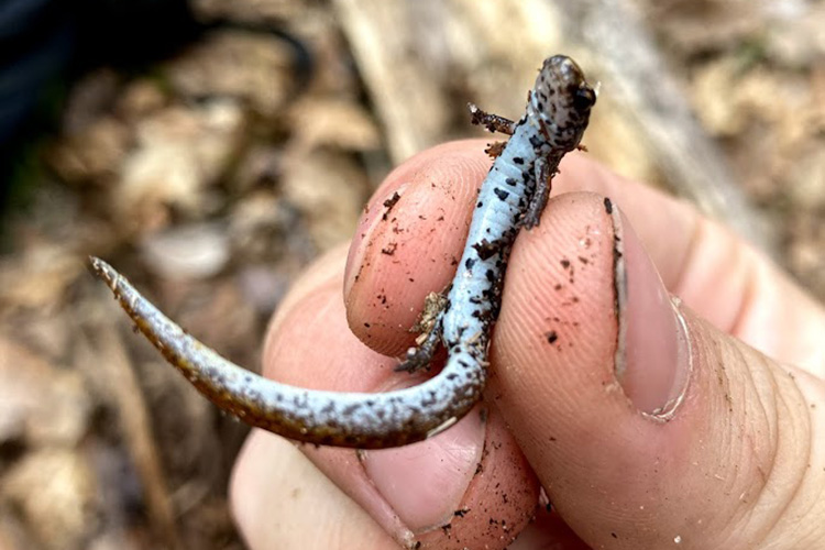 Photo of a four-toed salamander (scientific name Hemidactylium scutatum) found statewide in Wisconsin, but had never been spotted in Ozaukee County until UWM students Morgan Schmanski and Joey Cannizzaro saw one on a class trip to the UWM Field Station adjacent to the Cedarburg Bog. (Photo courtesy of Morgan Schmanski)