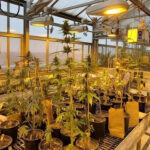 Photo of UW-Stevens Point students Sydney Polich, Meghan Schimka, and Mike Ayensu-Mensah conducting research on hemp plants to learn more about how soil pollutants affect plant growth.